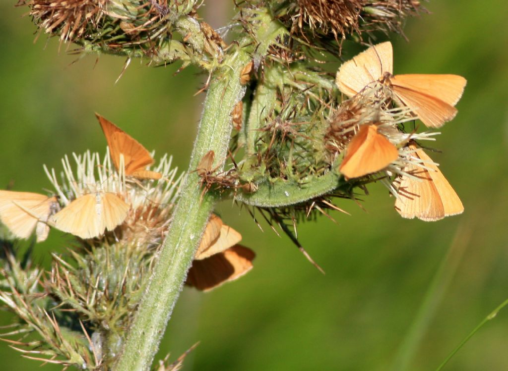 Geometridae:  cfr. Crocota tinctaria